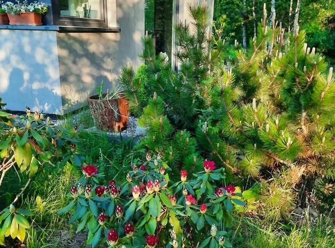 Villa Willa Aleksandria